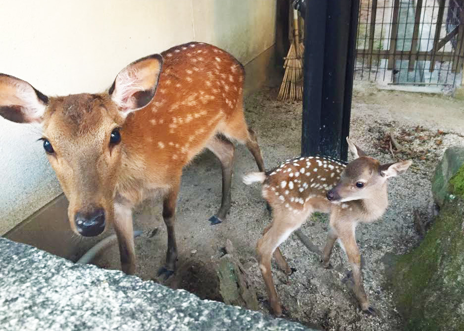 庭にいた子鹿 015edcc3baffb2ec0fcedc86c8e221